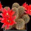 Rebutia_colorea